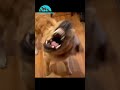 adorables cascadeurs la compilation ultime des animaux qui vous feront sourire et Éclater de rire