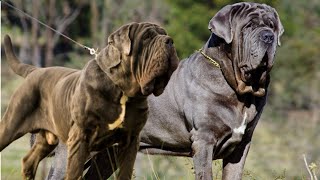 Top 5 most aggressive dogs in the world | Top 5 most dangerous dogs on earth