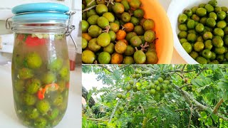 Picking Plum || How To Make Soaked Plum || Trinidad