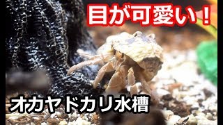 目が可愛い！オカヤドカリ水槽　環境紹介