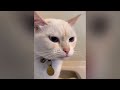 funniest cats 2024 funny cat videos cats will make you laugh 6 part 1