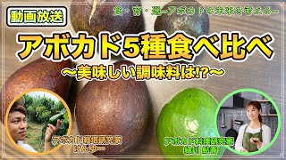 【必見】沖縄で5品種アボカドの食べ比べ！最も合う調味料は〇〇だ！！【アボトーク】