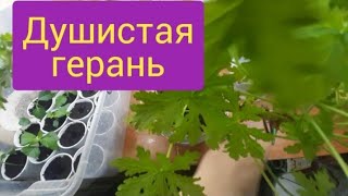 Как размножить душистую герань/отчёт о черенках/