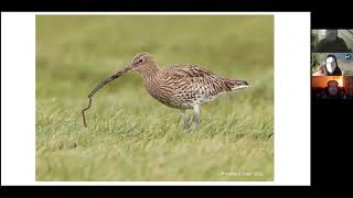 Montgomeryshire Curlew