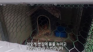 밖에서 자는 공장 진돗개한테 볏짚을 깔아주고 다음 날 적응했는지 확인하러 가 보았더니...