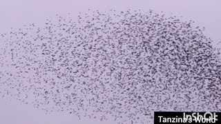 Amazing Flying Birds View In The Sky...ঝাঁকে ঝাঁকে পাখি...