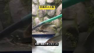 水槽で縄張りを持つ日高の人工鮎#short #日高川 #松田拓也