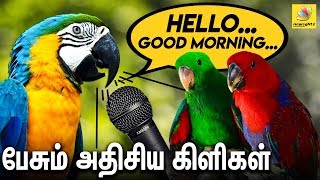 பேசும் அதிசய கிளிகள் : Amazing Talking Parrots and Animals For Sale At Chennai | Congo