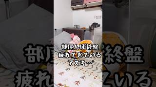 #shorts 私が先に居たんだけど…😅チンチラに怒られる飼い主。。