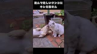 遊んで欲しいワンコにキレる猫さん