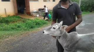 Hallikar Two months male calf in DoddaBasti village, Kengeri Hobli