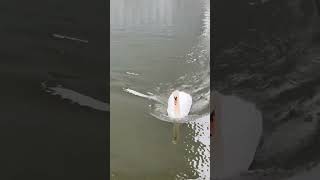 Japan swan in Tokyo