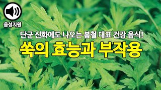 단군 신화에도 나오는 쑥! 쑥의 효능과 부작용 알아봐요