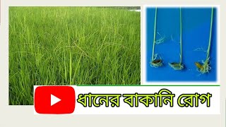 ধানের বাকানি রোগ: লক্ষণ, কারণ ও প্রতিকার | ধানের সুরক্ষায় প্রয়োজনীয় তথ্য | Krishoker School