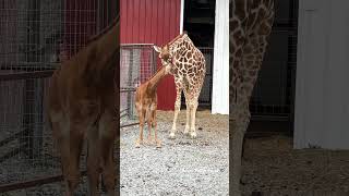 Kipekee, The Giraffe With No Spots! 😮 #babyanimals