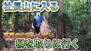 社長,山に入る!!!!【榊の収穫】