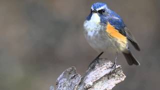 近すぎ！ルリビタキ　Red-flanked Bluetail