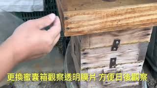 城市養無螫蜂 Stingless bees 裝設蜜囊箱透明觀察膜片