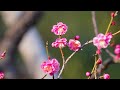 六義園の梅が見ごろ plum blossoms are in full bloom at rikugien garden tokyo