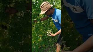 Bitter gourd ki harvesting ||#sorts#sortsviral