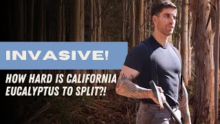 This tree can take a beating! (If you don’t know what you are doing)
