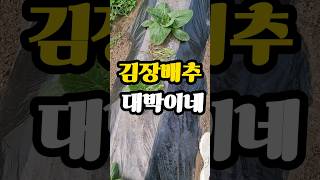 김장배추 신기하네