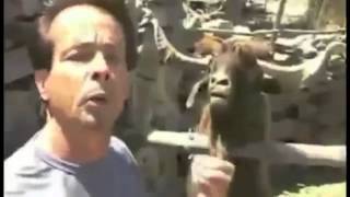 Goats Yelling Like Humans   Super Cut Compilation