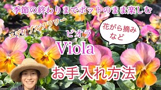 【ビオラ】花がら摘み・お手入れ方法