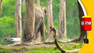 അരികൊമ്പൻ ഓപ്പറേഷനിലെ താരങ്ങൾ കുങ്കിആനകളും അവരുടെ പപ്പാൻമാരുമാണ്; ഈ പാപ്പൻമാരുടെ അവസ്ഥ എന്താണ് ?