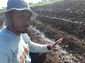 TEKNIK TEBAR DOLOMID YANG BAIK AGAR PH IDEAL DAN LEBIH STABIL UNTUK TANAMAN CABE.@TOMPO735