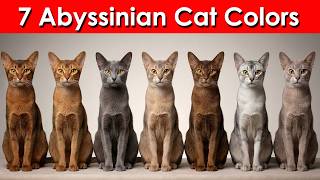 Abyssinian Cat Colors Explained (7 Most Beautiful & Rare Types)🐱🔥