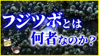 【ゆっくり解説】貝ではない⁉高級食材⁉「フジツボ」の生態を解説/ダーウィンも研究した、あまり知られていないフジツボの不思議