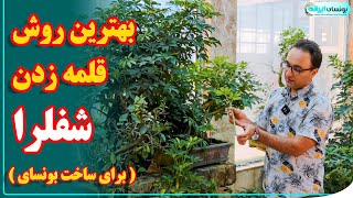 سریع ترین روش قلمه زدن شفلرا برای تبدیل شدن به بونسای