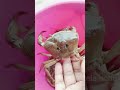 @rourkelabohu4237 shorts ଦେଶୀ କଙ୍କଡା ପୋଖରୀ ରୁ ଧରିଛି crab catching