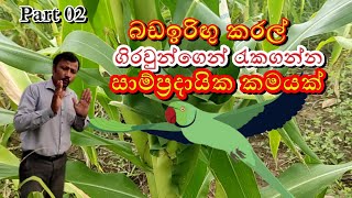 බඩඉරිඟු අස්වැන්න ආරක්ෂා කර ගනිමු 02