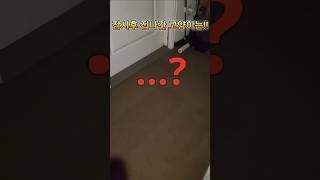 행복한 고양이는?! 😂 #shorts#cat#pets#웃참#funny#고양이언어#미아옹철행복한고양이#허루