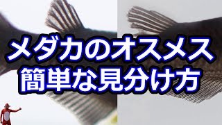 メダカのオスメス見分け方は簡単！　滋賀県のメダカ販売店　めだか藁屋　高木正臣