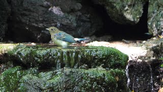 山中湖 大洞の泉のオオルリ（雄・幼鳥）の水浴び　その８（4K60P動画）