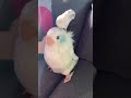 Custom Bird Stuffed Animals | Petsies©