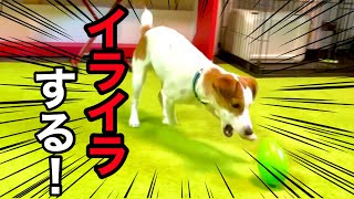 【苛立ち】簡単に出来ると思ってた事が出来ず、イラつく犬の姿がこちら［しゃべる犬 ジャックラッセルテリア］