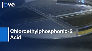 2-Chloroethylphosphonic Acid to Study Ethylene Response | Protocol Preview