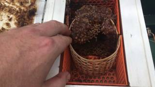 Powell split frames for Australian native bees 🐝