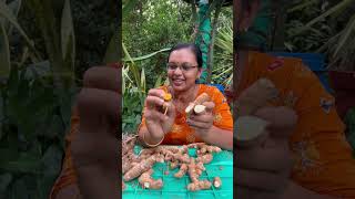 കസ്തൂരി മഞ്ഞൾ എങ്ങനെ തിരിച്ചറിയാം | Musk turmeric harvesting in kerala