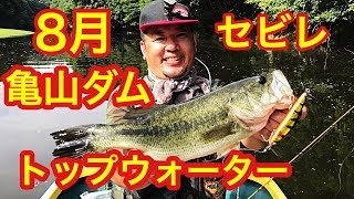 【亀山ダム】8月 猛暑のトップウォーター  セビレ ラインスラック topwater bass fishing