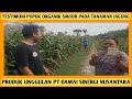 testimoni pupuk organik savior pada tanaman jagung | pupuk savior