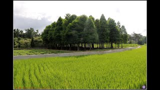 津輕平野(溫暖的山雪)/尺八/F/鍾治華11740