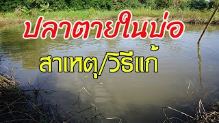 ปลาตายในบ่อ เกิดจากอะไร? และมีวิธีแก้ไขอย่างไร? มีคำตอบให้ครับ