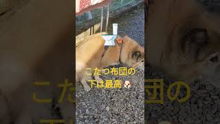 こたつ布団の下で得意なパフォーマンスを披露する犬のムーちゃん