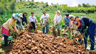 Harvesting Taro - Cooking Delicious Dishes with Taro - Northwest Vietnam Cuisine | SAPA TV