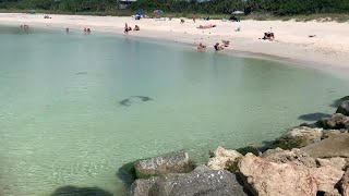Hungry sharks don't deter Nokomis, Florida beachgoers